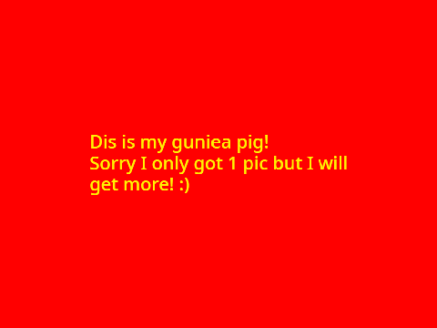 MY GUINEA PIG