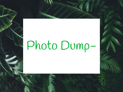 photo dump-