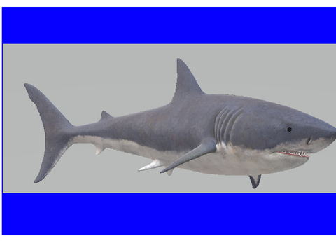animated 3d shark #animations