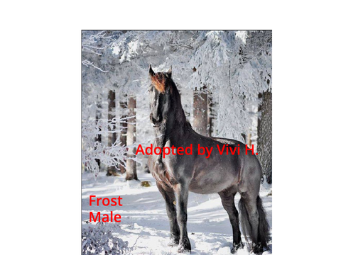 Animal Adoption, Horse Remix