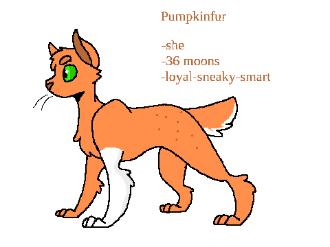 Pumpkinfur-cat E
