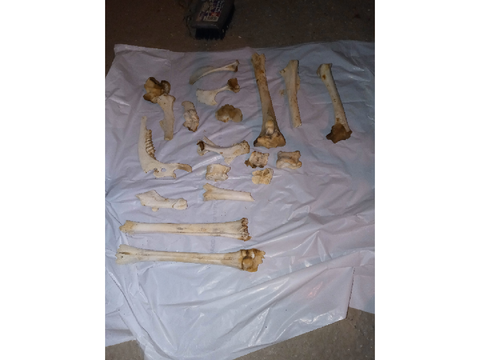 bones, bones, and bones