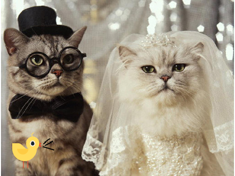 cats !!!!!!!!!!!!