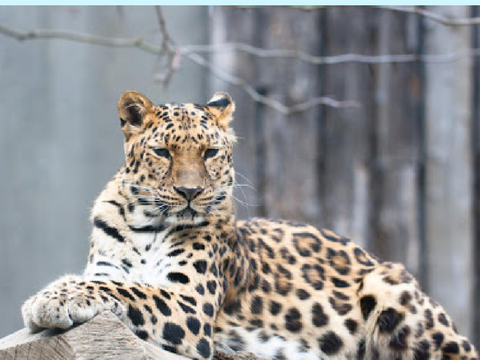 Help the endangered amur Leopard