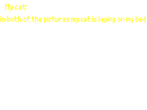 my cat ginger