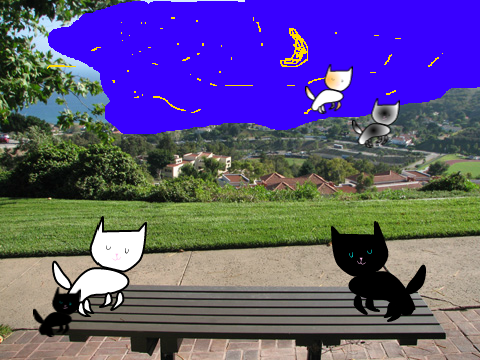 котёнки