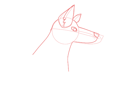 German Shepherd Sketch
