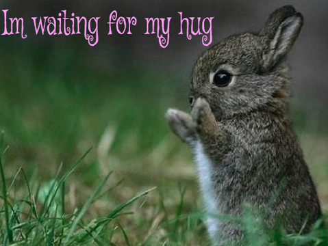 Cute Animals