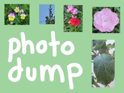 photography dump