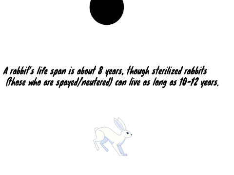 Rabbits