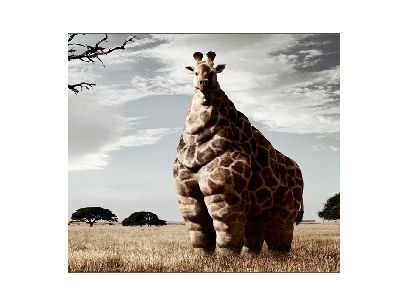 Weird animals!