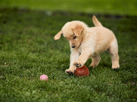 cute dogs 2 remix