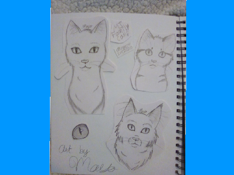 ~Meow Meow Drawings~