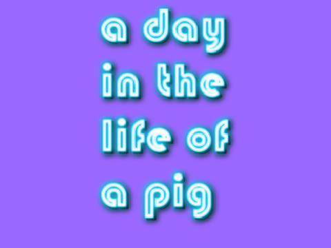 A day in the life of a pig
