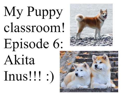 My puppy Classroom! Episode 6: Akita Inu!