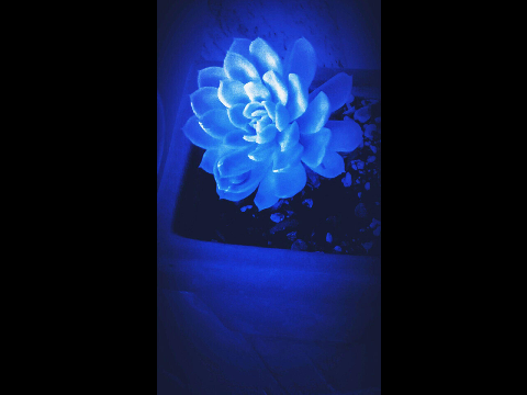 wonderful