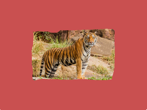 tiger picture