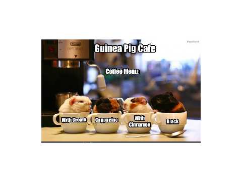 guinea pig memes (my fav kind of memes)