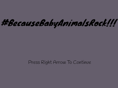 #BecauseBabyAnimalsRock!!!