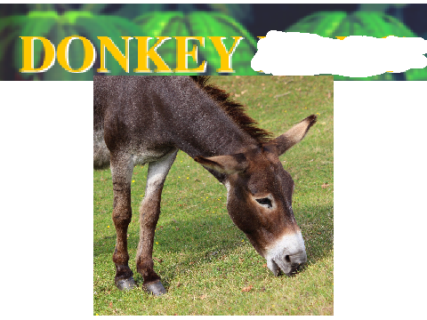donkey