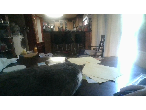 And this is what we call my BOOTIFUL cat