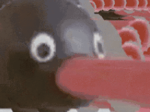 Pingu The Dank