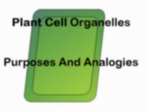 Plant Cell Organelle Purposes And Analogies