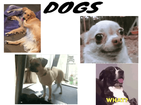ANIMALS!!!