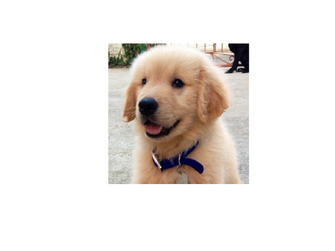 Dog for Rp