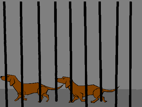 Pound adoption 