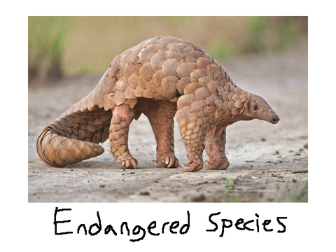 Endangered Species need Saving