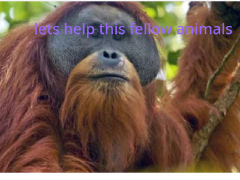 Save the animals
