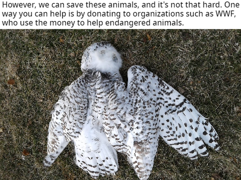 Endangered Animals Episode 4: Save the Snowy Owl remix