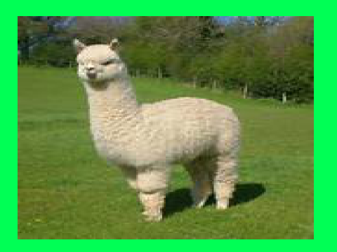 Funny Alpacas