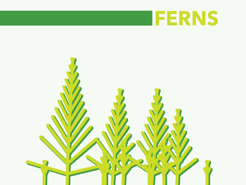 Ferns