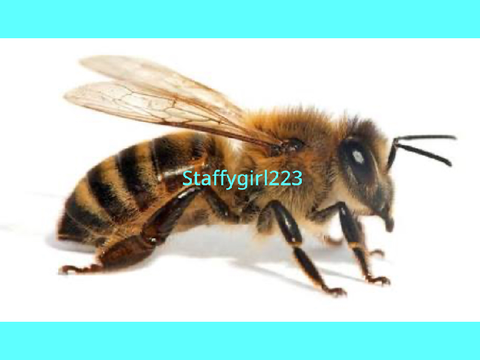 BeeKind223’s entry 