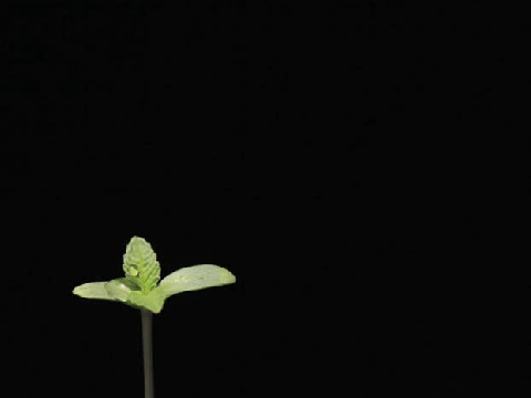 ✦