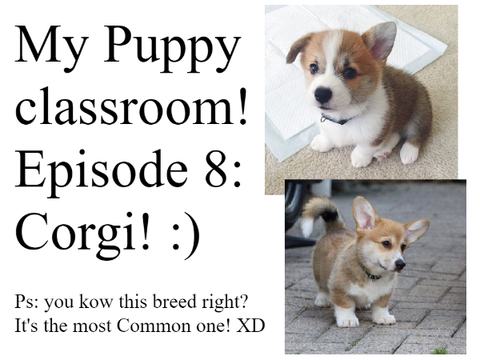 My puppy Classroom! Episode 8: Corgi! 