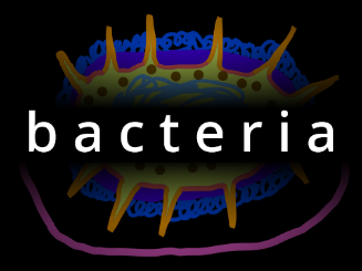 bacteria