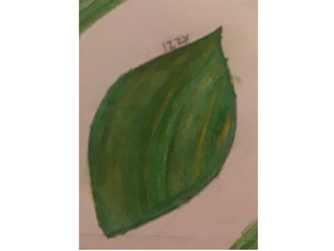 ✨Plant Art Collab✨