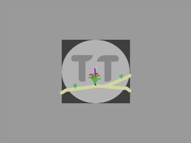 TerrificTillandsia Intro Contest Submission AJMM1013