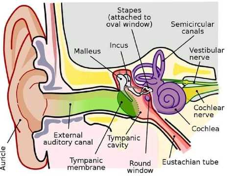 How Did The Ear Evolve?