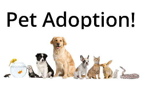 Pet Adoption!