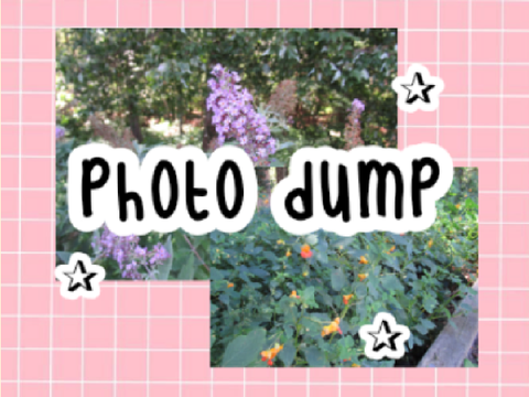 photo dump ˎˊ-