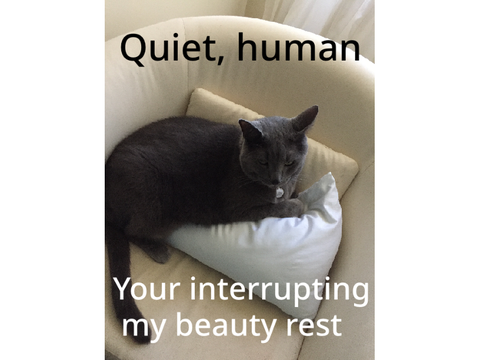 Funny cat meme 6