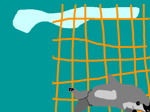 vaquita porpoise 