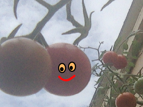 Making tomatoes move 
