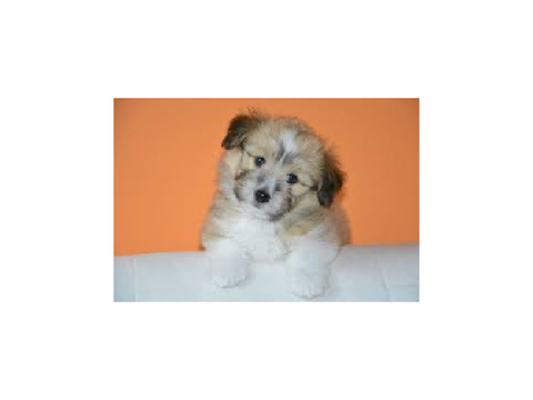 Cute dogs