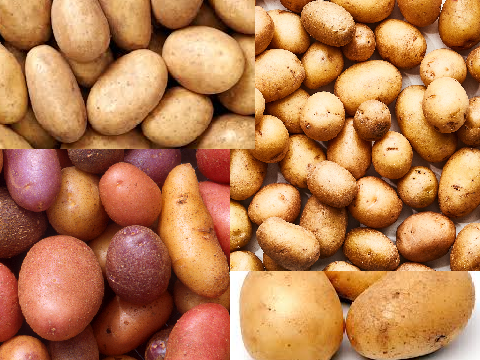 Potato