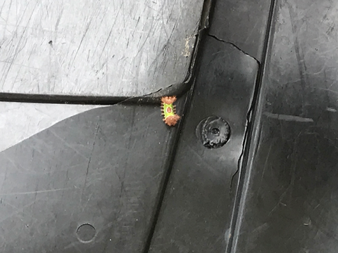 Weird caterpillar thing my mom found